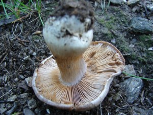 DSC00650.JPG