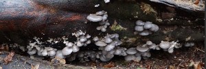 DSC00696.JPG