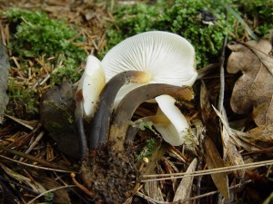 DSC00789_penízovka_sp_1.jpg