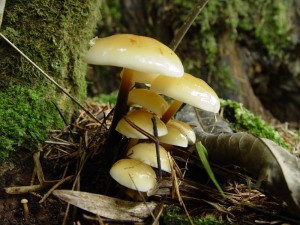 DSC00791_penízovka_sp_2.jpg