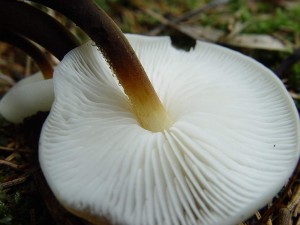 DSC00793_penízovka_sp_3.jpg