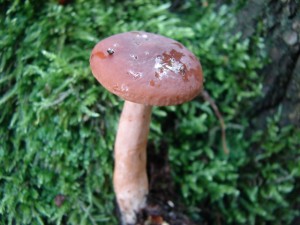DSC00865.JPG