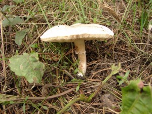 DSC00904.JPG