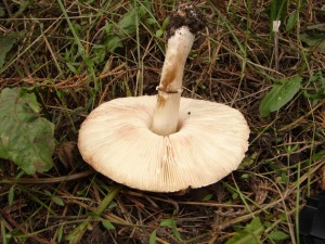 DSC00906.JPG