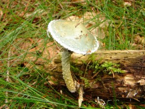 DSC00926.JPG