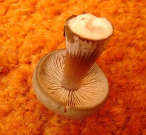 DSC01115.JPG