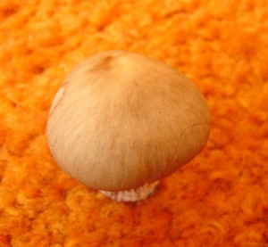 DSC01116.JPG