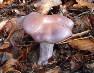 DSC01149.JPG