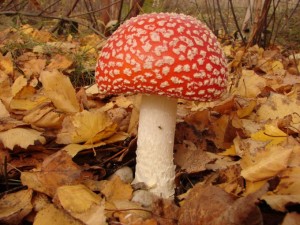 DSC01164.JPG