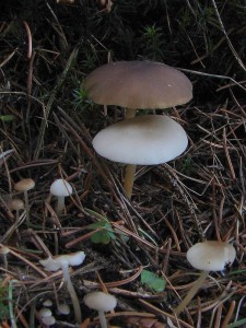 DSC01190.JPG