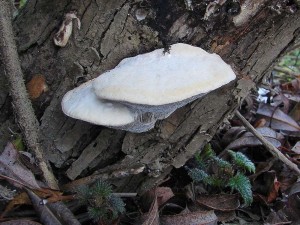 DSC01372.JPG