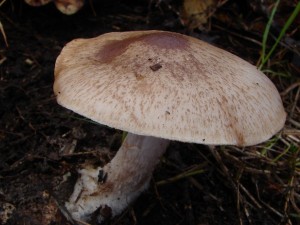 DSC01399.JPG