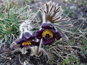DSC01529 - kopie.JPG