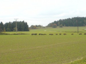 DSC01568.JPG