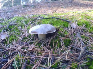 DSC01601a.JPG