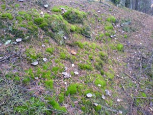 DSC01626a.JPG