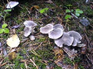 DSC01636a.JPG