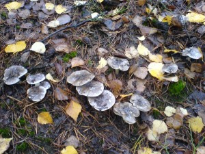 DSC01639a.JPG
