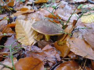 DSC01647a.JPG