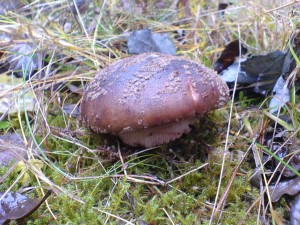 DSC01668a.JPG