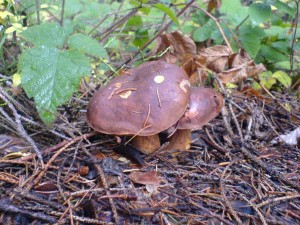 DSC01669a.JPG