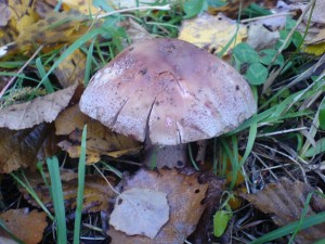 DSC01674a.JPG