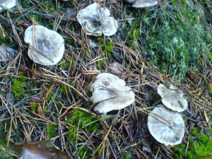DSC01699a.JPG
