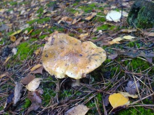 DSC01700a.JPG