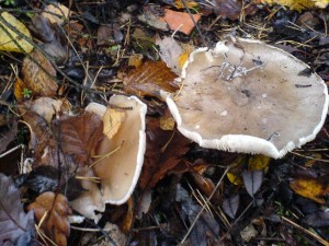 DSC01703a.JPG