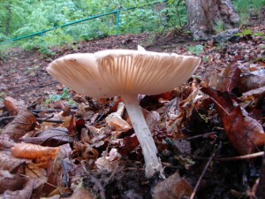 DSC01770.JPG