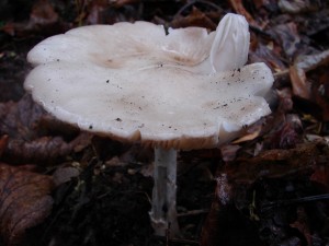 DSC01771.JPG