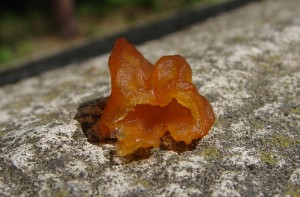 DSC01794.JPG