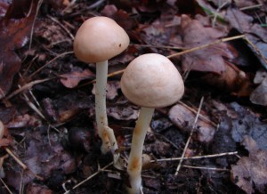 DSC01871.JPG