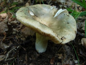 DSC01973.JPG