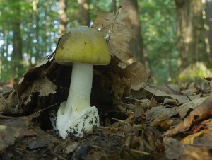 DSC02013.JPG