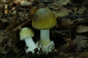 DSC02017.JPG