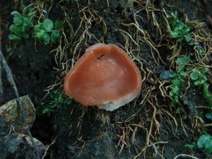 DSC02038.JPG