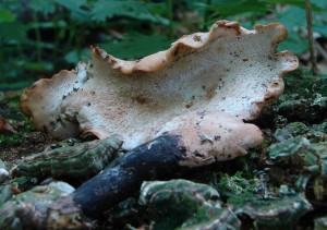 DSC02047.JPG