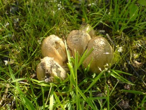 DSC02066.JPG
