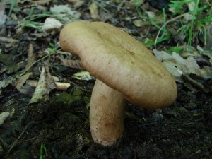 DSC02072.JPG