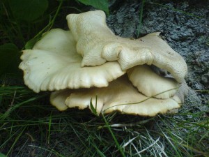 DSC02103a.JPG