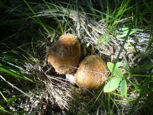 DSC02105a.JPG