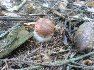 DSC02112a.JPG