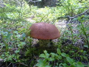 DSC02113a.JPG