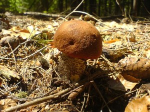 DSC02117a.JPG