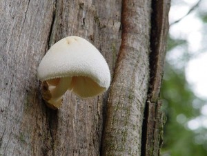 DSC02122-Volvariella bombycina.jpg