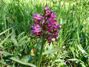 DSC02142 - kopie.JPG
