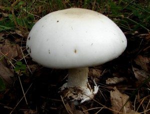 DSC02150.JPG