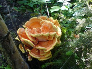 DSC02161a.JPG