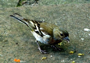 DSC02245.JPG